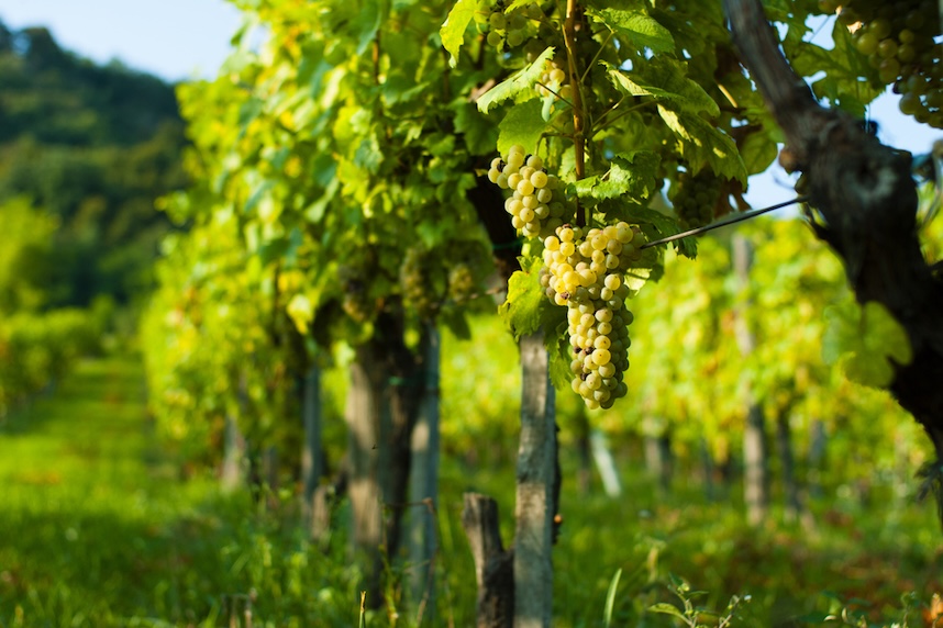 Biologische, biodynamische und natrliche Weine: was man wissen sollte